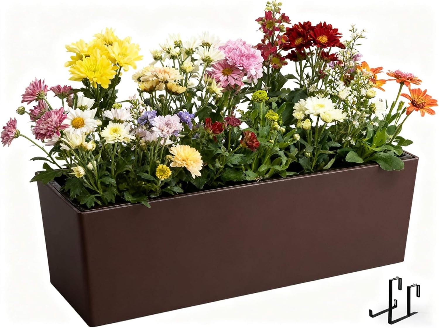 berlin産 アガベ チタノタ オテロイ ブツブツ 麻花 子株 アガベ